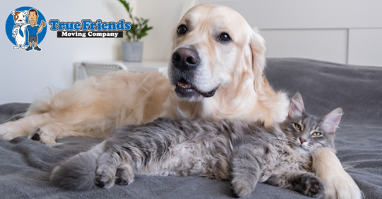 A dog and a cat sleeping