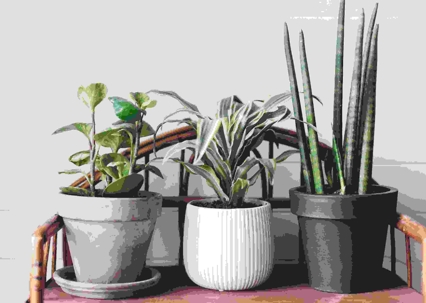 houseplants on bench