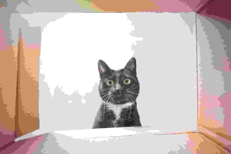cat looking into cardboard box