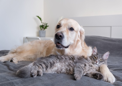 dog and cat on bed
