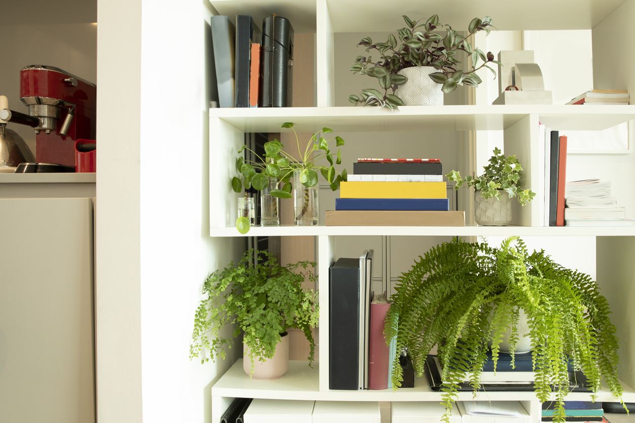 houseplants on shelf